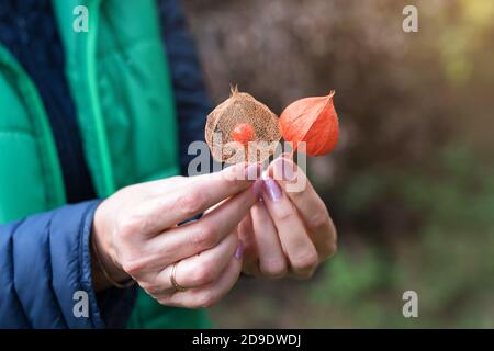 Physalis peruviana Frucht, reife Goldbeeren mit trockenen Blättern in weiblichen Händen. Frau hält Erdkirschen oder Kap Stachelbeere, Husktomaten. Herbst Stockfoto