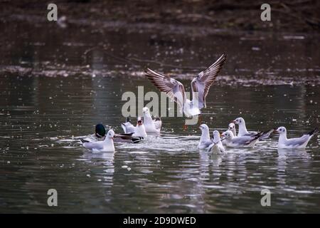 Schar von Möwen Larus argentatus kämpfen um Nahrung auf einem Fluss Stockfoto