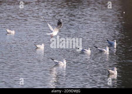 Möwe Larus argentatus fliegend über Wasser und andere Möwen schweben Auf dem Fluss Stockfoto