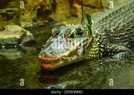 Krokodile sonnen sich, liegen auf dem Sand, essen und toben. Krokodilfarm. Zucht von Krokodilen. Krokodil scharfe Zähne Stockfoto