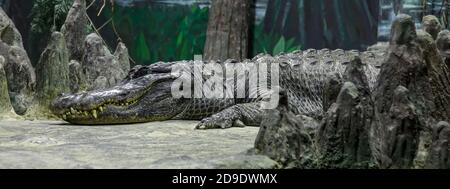 Krokodile sonnen sich, liegen auf dem Sand, essen und toben. Krokodilfarm. Zucht von Krokodilen. Krokodil scharfe Zähne Stockfoto