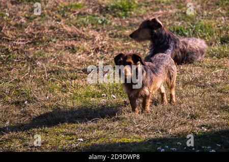 Kleiner Hund, der auf dem Gras steht, mit einem anderen Die gleiche Rasse entspannen hinter Stockfoto