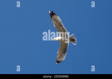 Möwe fliegt im blauen Himmel über dem Bosporus in Stanbul. Möwe fliegt am blauen Himmel Stockfoto