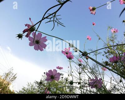 Cosmos ist eine Gattung der Asteraceae Familie, mit dem gleichen gemeinsamen Namen des Kosmos, bestehend aus blühenden Pflanzen in der Familie der Sonnenblumen. Stockfoto