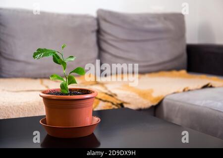 Junger kleiner Zitronenbaum in einem Blumentopf auf einem Tisch in einem Raum zu Hause Stockfoto