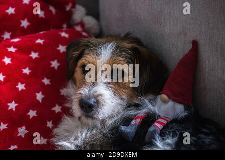 Junghund Beagle und Fuchs Terrier Mischung legen auf ein Rotes Kissen mit Sternen und einem Weihnachtsmann-Spielzeug Stockfoto