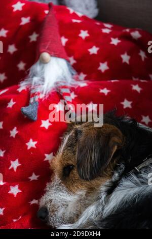 Junghund Beagle und Fuchs Terrier Mischung legen auf ein Rotes Kissen mit Sternen und einem Weihnachtsmann-Spielzeug Stockfoto