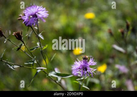 Honigbiene (APIs) sitzt auf einem braunen Knapweed (Centaurea Jacea) Lila Blume aus nächster Nähe Stockfoto