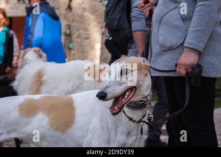 Porträt aus dem Profil eines weißen und braunen Pinto Spanisch Greyhound Galgo Hund an der Leine unter anderen Hunden und Menschen Stockfoto