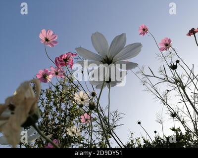 Cosmos ist eine Gattung der Asteraceae Familie, mit dem gleichen gemeinsamen Namen des Kosmos, bestehend aus blühenden Pflanzen in der Familie der Sonnenblumen. Stockfoto