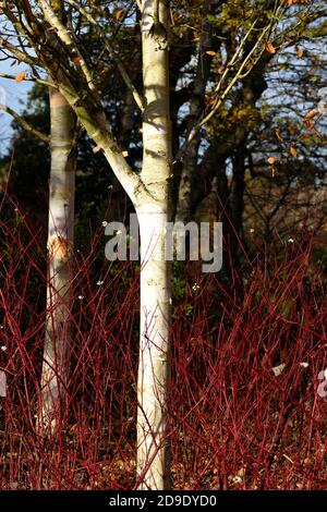 Ein Himalaya-Birkenstamm, der zwischen rotem Dogwood steht. Stockfoto