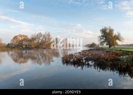 Über, Cambridgeshire, Großbritannien. November 2020. Schwäne fliegen über den Fluss Great Ouse im frühen Morgennebel an einem frostigen Herbstmorgen. Kredit: Julian Eales/Alamy Live Nachrichten Stockfoto