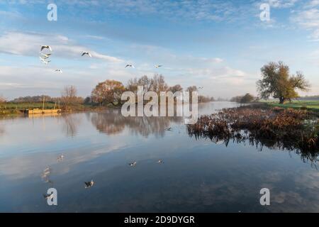 Über, Cambridgeshire, Großbritannien. November 2020. Schwäne fliegen über den Fluss Great Ouse im frühen Morgennebel an einem frostigen Herbstmorgen. Kredit: Julian Eales/Alamy Live Nachrichten Stockfoto