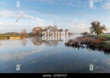 Über, Cambridgeshire, Großbritannien. November 2020. Schwäne fliegen über den Fluss Great Ouse im frühen Morgennebel an einem frostigen Herbstmorgen. Kredit: Julian Eales/Alamy Live Nachrichten Stockfoto