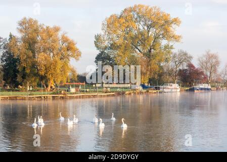Über Cambridgeshire, Großbritannien. November 2020. Schwäne auf dem Fluss Great Ouse im frühen Morgennebel an einem frostigen Herbstmorgen. Kredit: Julian Eales/Alamy Live Nachrichten Stockfoto