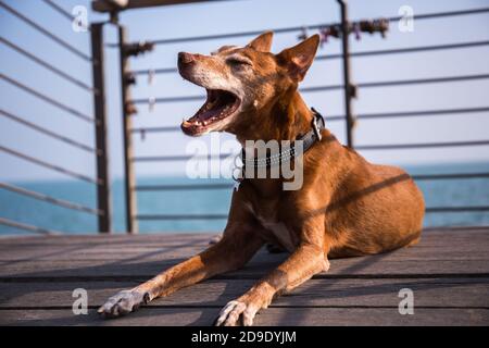 Rüde andalusischen Podenco Hund legen und lachen auf einem hölzernen Plattform mit dem Meer im Hintergrund Stockfoto