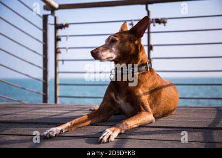 Rüde andalusischen Podenco Hund liegt auf einer hölzernen Plattform mit Das Meer im Hintergrund Stockfoto