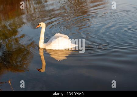 Über Cambridgeshire, Großbritannien. November 2020. Schwäne auf dem Fluss Great Ouse im frühen Morgennebel an einem frostigen Herbstmorgen. Kredit: Julian Eales/Alamy Live Nachrichten Stockfoto