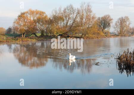 Über Cambridgeshire, Großbritannien. November 2020. Schwäne auf dem Fluss Great Ouse im frühen Morgennebel an einem frostigen Herbstmorgen. Kredit: Julian Eales/Alamy Live Nachrichten Stockfoto