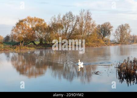 Über Cambridgeshire, Großbritannien. November 2020. Schwäne auf dem Fluss Great Ouse im frühen Morgennebel an einem frostigen Herbstmorgen. Kredit: Julian Eales/Alamy Live Nachrichten Stockfoto