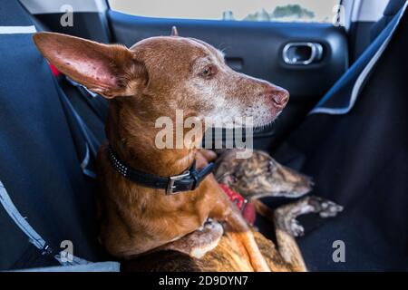 Andalusischer Hund Podenco, der auf einem weiblichen spanischen Windhund liegt Galgo auf einem Rücksitz im Auto Stockfoto