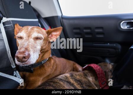 Rüde andalusischen Podenco Hund legt mit einem weiblichen spanischen Windhund Galgo auf einem Rücksitz im Auto Stockfoto