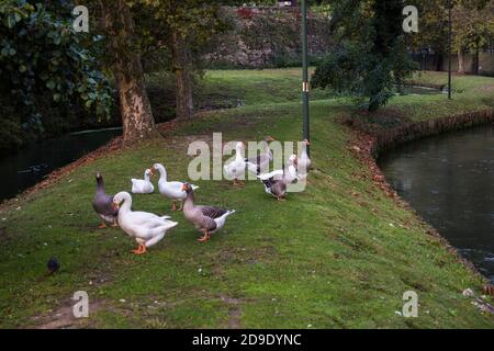 Gruppe von Hausgänsen Anser anser domesticus stehend auf der Gras zwischen zwei Flüssen mit Bäumen und eingefallenen Blättern Der Hintergrund Stockfoto