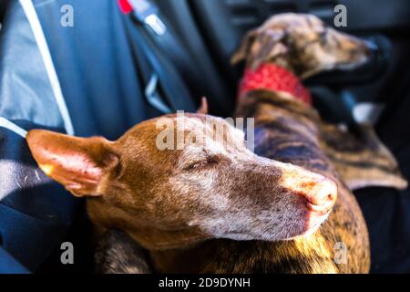 Andalusischer Hund Podenco, der auf einem weiblichen spanischen Windhund liegt Galgo auf einem Rücksitz im Auto Stockfoto