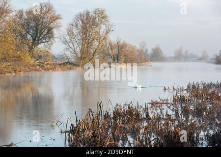 Über Cambridgeshire, Großbritannien. November 2020. Schwäne auf dem Fluss Great Ouse im frühen Morgennebel an einem frostigen Herbstmorgen. Kredit: Julian Eales/Alamy Live Nachrichten Stockfoto