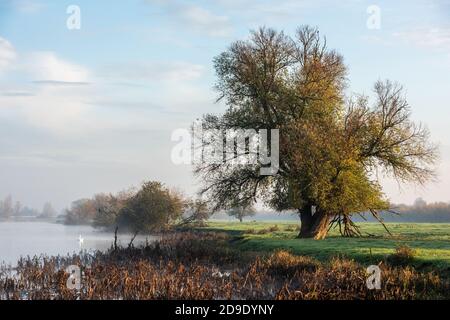 Über Cambridgeshire, Großbritannien. November 2020. Schwäne auf dem Fluss Great Ouse im frühen Morgennebel an einem frostigen Herbstmorgen. Kredit: Julian Eales/Alamy Live Nachrichten Stockfoto