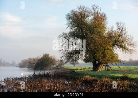 Über Cambridgeshire, Großbritannien. November 2020. Schwäne auf dem Fluss Great Ouse im frühen Morgennebel an einem frostigen Herbstmorgen. Kredit: Julian Eales/Alamy Live Nachrichten Stockfoto