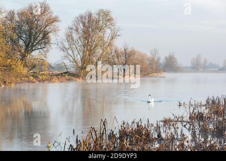 Über Cambridgeshire, Großbritannien. November 2020. Schwäne auf dem Fluss Great Ouse im frühen Morgennebel an einem frostigen Herbstmorgen. Kredit: Julian Eales/Alamy Live Nachrichten Stockfoto