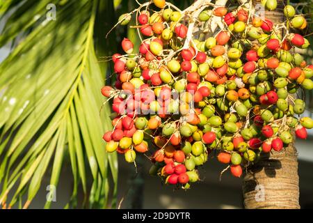 Auf Mauritius hängen viele Datteln an einer Palme Stockfoto