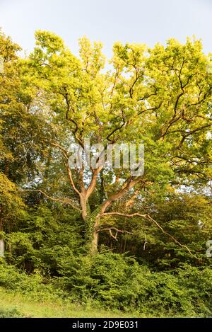 Riesige grüne Eiche im Wald Stockfoto