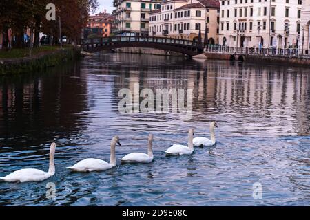 Familie der stummen Schwäne (Cygnus olor) Schwimmen in einer Reihe auf Sile River mit Bridge Ponte Dell' Universita im Hintergrund Treviso Italien Stockfoto