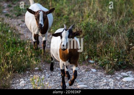 Zwei Pinto Hausziegen Capra Aegagrus Hircus laufen auf dem Gras Stockfoto