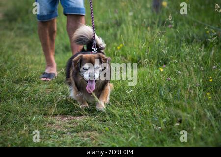 Kleiner Hund, der mit seinem Besitzer auf dem Gras läuft Die Rückseite Stockfoto