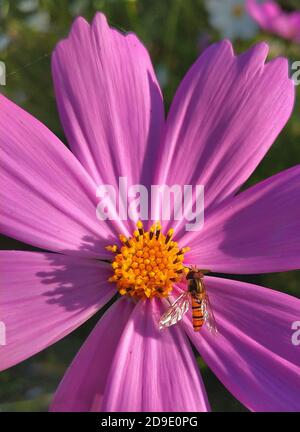 Cosmos ist eine Gattung der Asteraceae Familie, mit dem gleichen gemeinsamen Namen des Kosmos, bestehend aus blühenden Pflanzen in der Familie der Sonnenblumen. Stockfoto