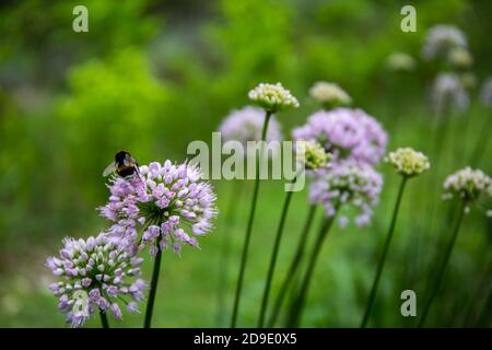 Zerbrochene Bumblebee Bombus soroeensis auf einer violetten Blume Nahaufnahme Stockfoto