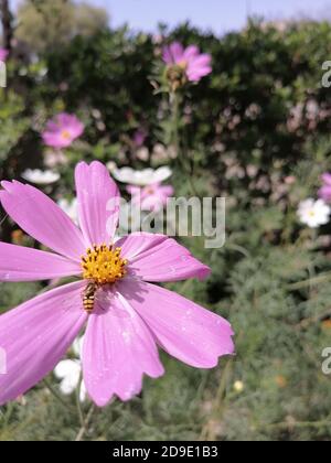 Cosmos ist eine Gattung der Asteraceae Familie, mit dem gleichen gemeinsamen Namen des Kosmos, bestehend aus blühenden Pflanzen in der Familie der Sonnenblumen. Stockfoto