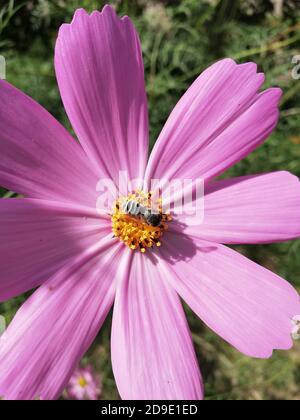 Cosmos ist eine Gattung der Asteraceae Familie, mit dem gleichen gemeinsamen Namen des Kosmos, bestehend aus blühenden Pflanzen in der Familie der Sonnenblumen. Stockfoto