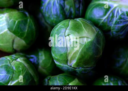 Eine Nahaufnahme eines Brüsseler Sprosses, Brassica oleracea, der Sprout liegt auf einem Sprossenbett und ist ein unmarkiert köstlich aussehendes rohes Exemplar Stockfoto