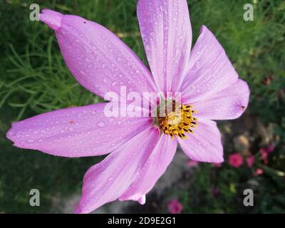 Cosmos ist eine Gattung der Asteraceae Familie, mit dem gleichen gemeinsamen Namen des Kosmos, bestehend aus blühenden Pflanzen in der Familie der Sonnenblumen. Stockfoto