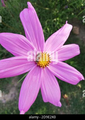 Cosmos ist eine Gattung der Asteraceae Familie, mit dem gleichen gemeinsamen Namen des Kosmos, bestehend aus blühenden Pflanzen in der Familie der Sonnenblumen. Stockfoto