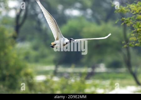 Schwarzer Kopf oder Hals Ibis Vogel Porträt im Flug voll Flügelspannweite im natürlichen grünen Hintergrund im keoladeo ghana National Park bharatpur Vogelschutzgebiet Stockfoto