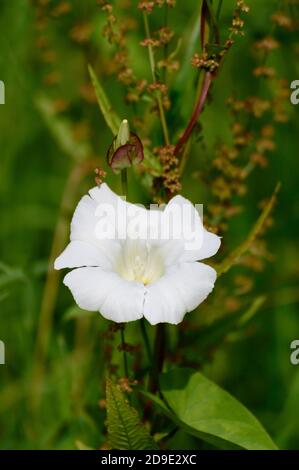 Blühender weißer Morgenruhm auf Sauerampfer Stockfoto