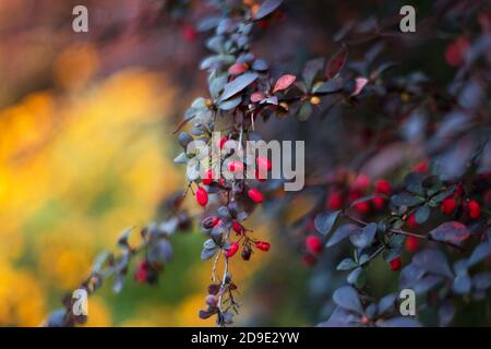 Rote Beeren auf dem Busch im Garten. Zweig mit frischen reifen Beeren natürlichen Herbst Hintergrund. Berberis Vulgaris oder Thunbergii, Berberis Coronita Stockfoto