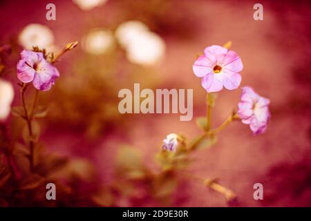 Petunia Blumen wachsen im Garten. Unscharfer natürlicher Hintergrund. Stockfoto