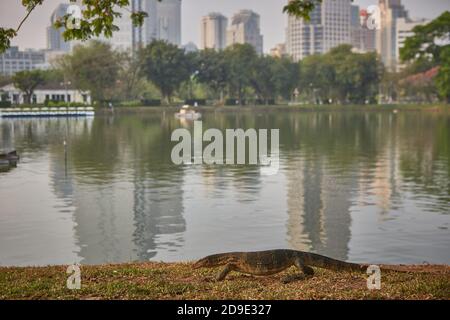 Bangkok, Thailand, März 2106. Echsenmonitor im See des Lumpini Parks. Stockfoto