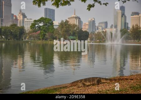 Bangkok, Thailand, März 2106. Echsenmonitor im See des Lumpini Parks. Stockfoto